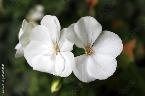 White pelargonium flowers