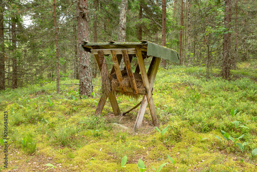 feeding trough for animals in the coniferous forest