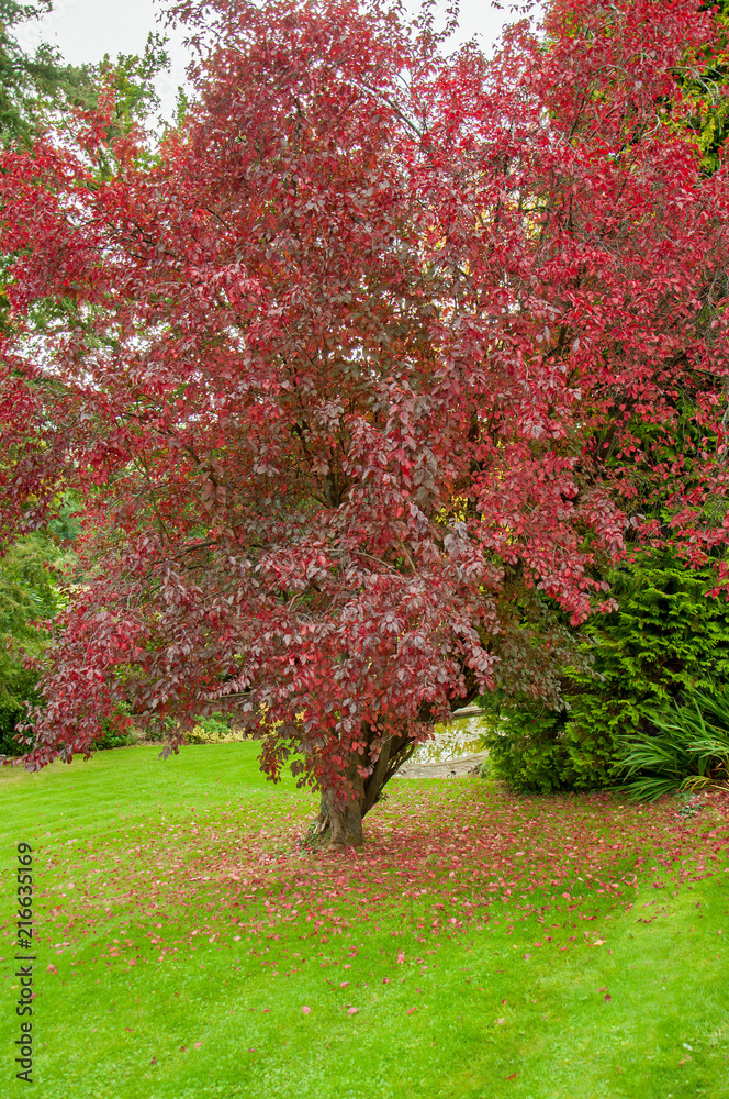Naklejka premium Red coloured autumn tree.