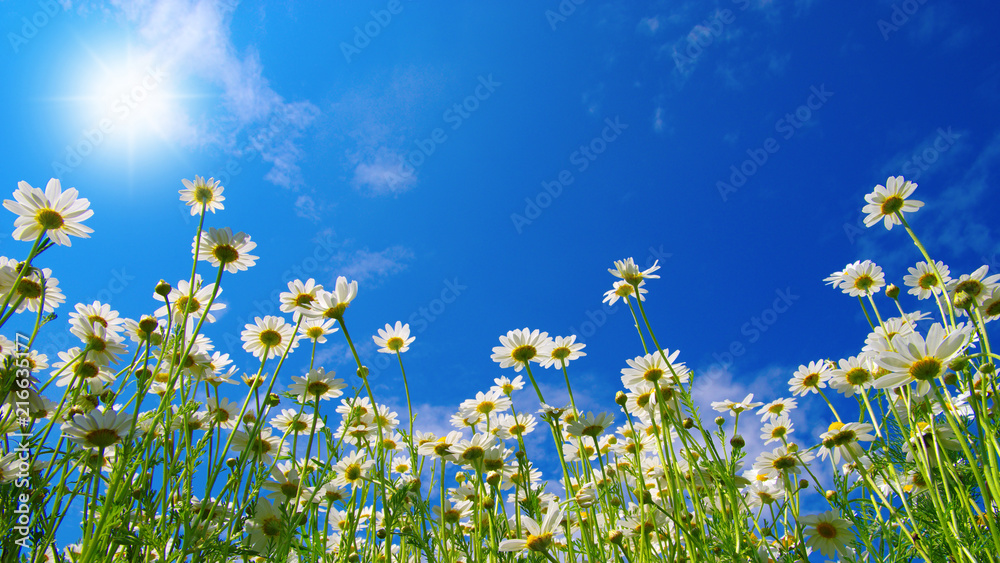 Field of daisies Field of daisies