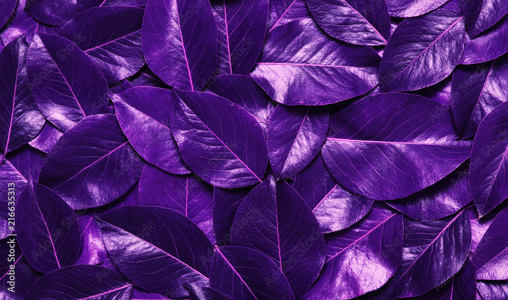 Ultra Violet  leaves.