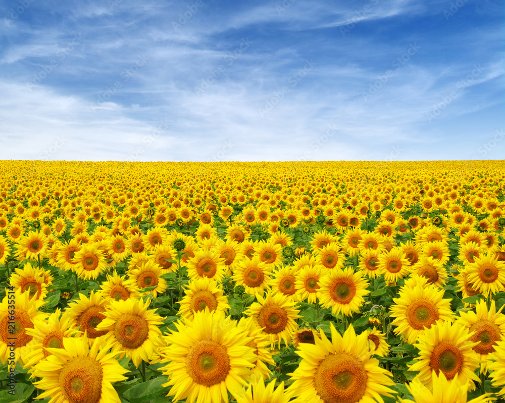 Fototapeta premium sunflowers field on sky