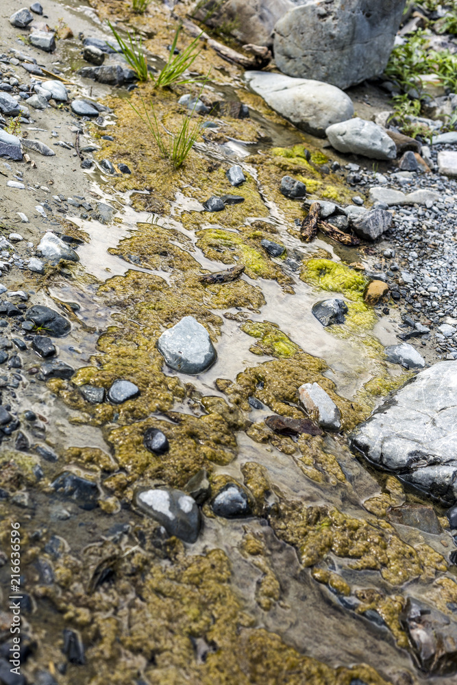 Water with yellow moss