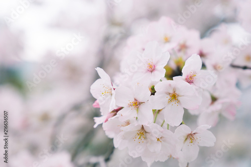 Cherry Blossoms blooming in Japan