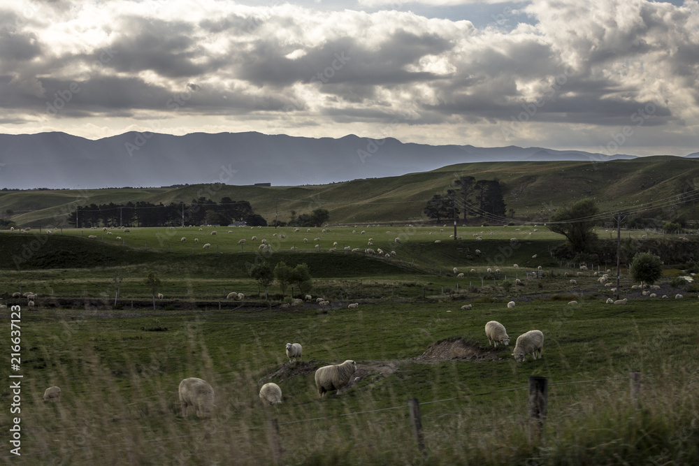 Obraz premium Whangaimoana, New Zealand
