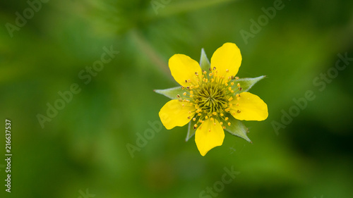 Wood Avens