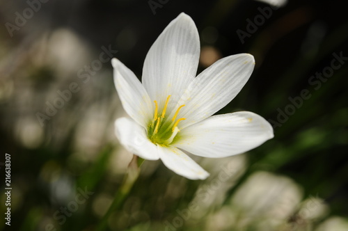 ゼフィランサス 白い花