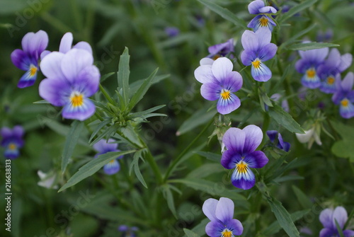 flower violet garden violet ordinary