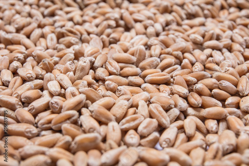 Macro view of natural organic wheat grain beans on background