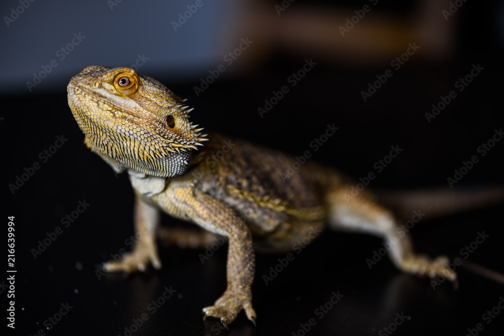 Obraz premium Bearded dragon