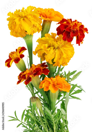 Small bush of blossoming garden yellow and orandge marigolds flowers photo