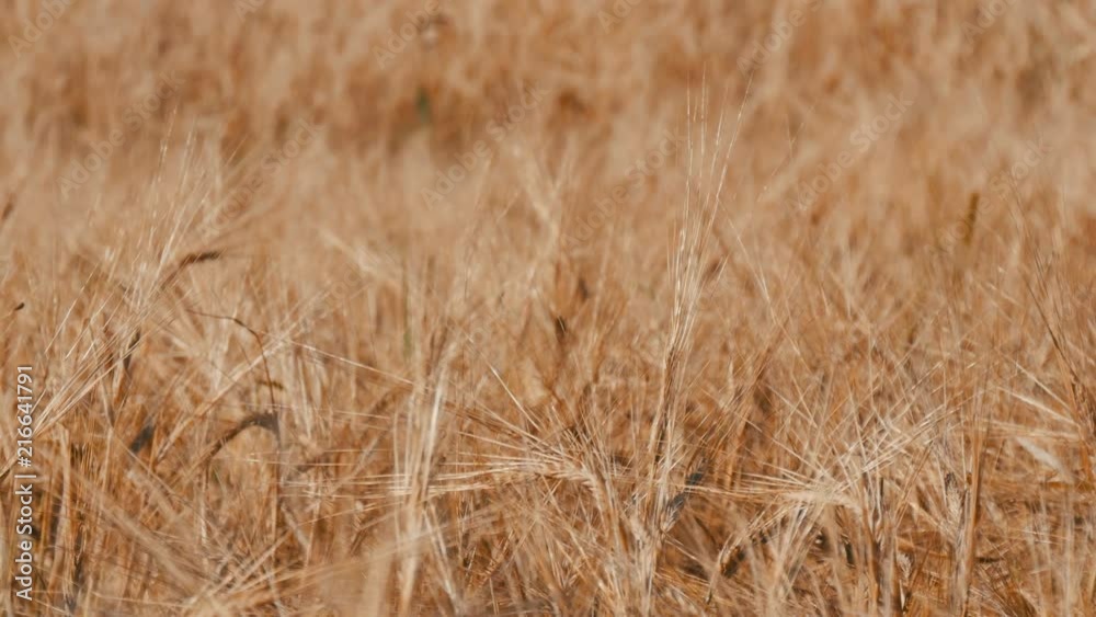 Beautiful field of ripe wheat, spikelets of wheat sway in the wind Beautiful field of ripe wheat, spikelets of wheat sway in the wind
