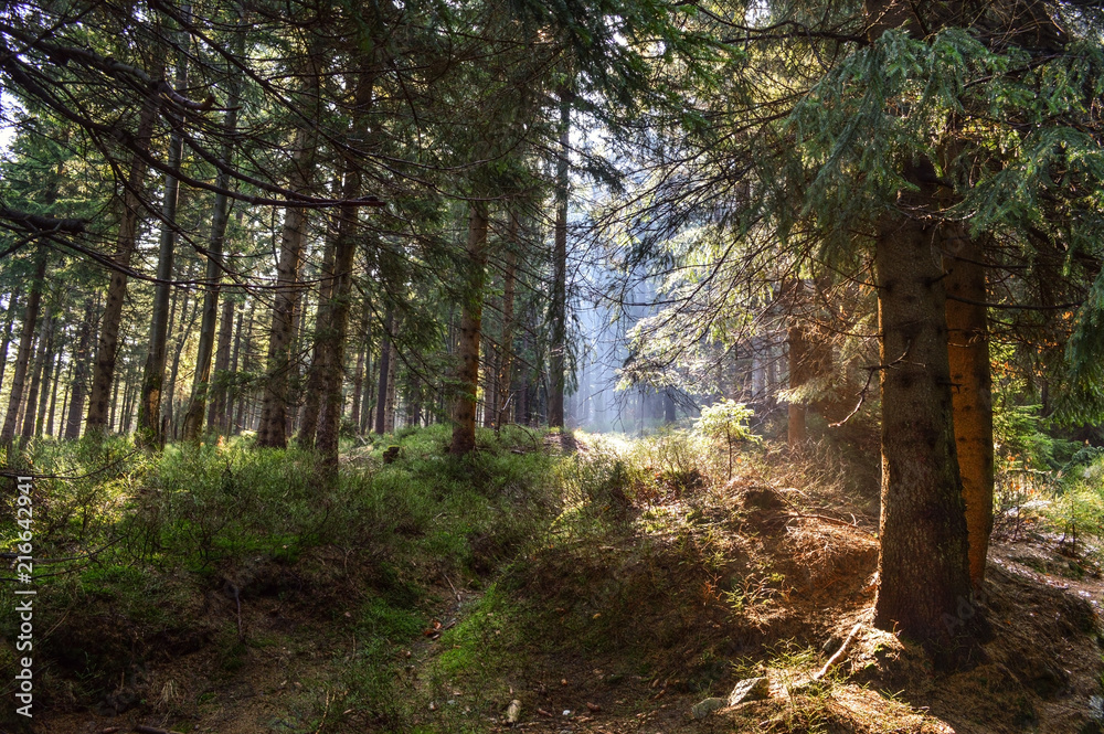 Wild Forest (Karkonosze Mountains, Poland) Wild Forest (Karkonosze Mountains, Poland)