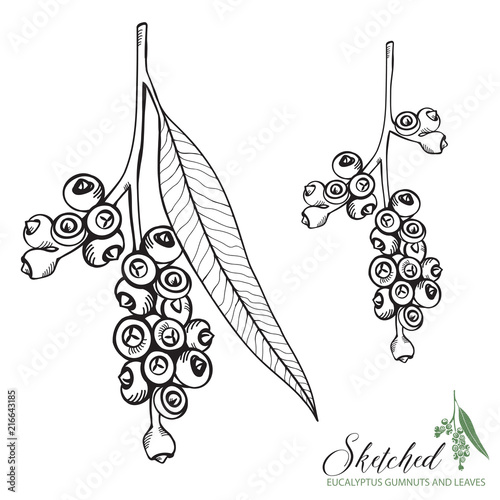 Sketched Eucalyptus Gumnuts and Leaves photo