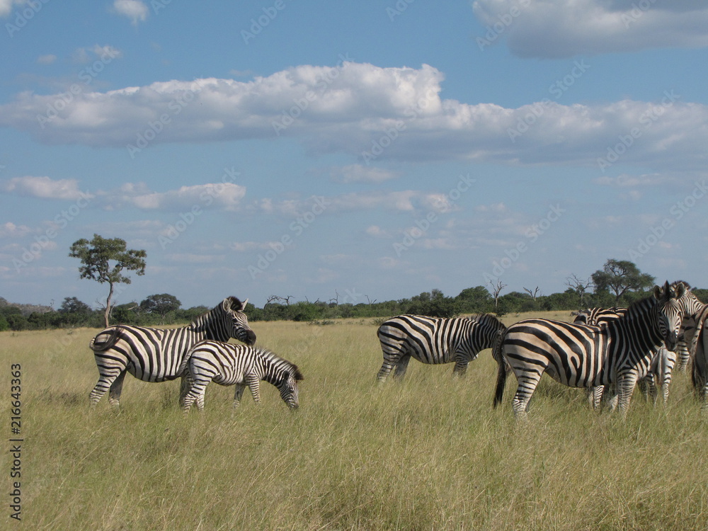 Obraz premium BOTSWANA