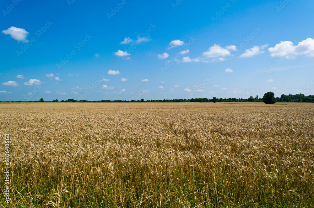 Wheat field