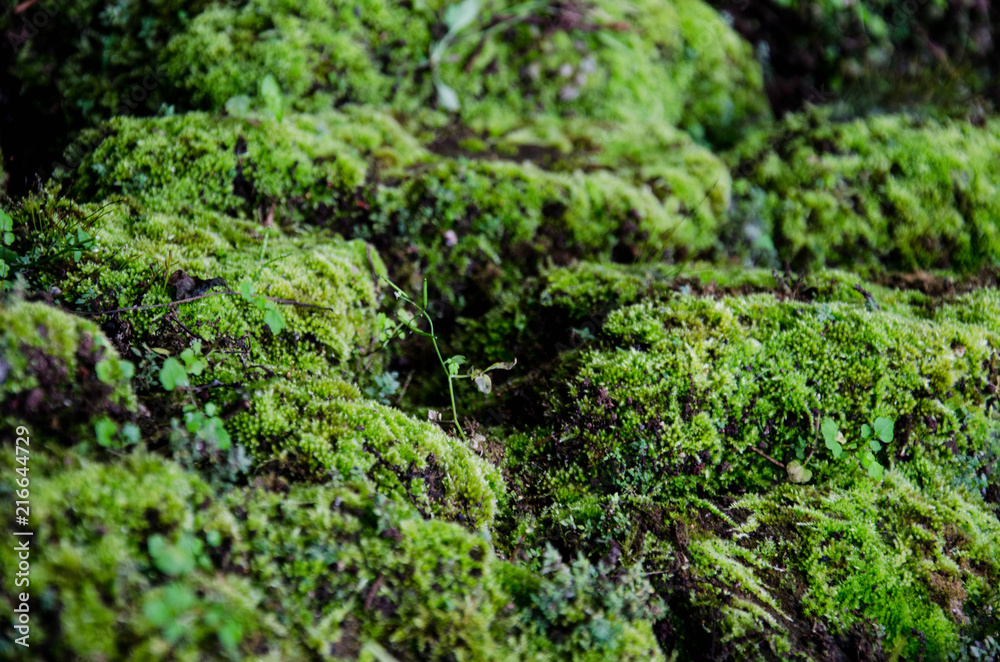 Mos plant growing on rocks. Mos plant growing on rocks.