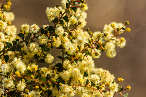 Coolum beach, Queensland, Australia