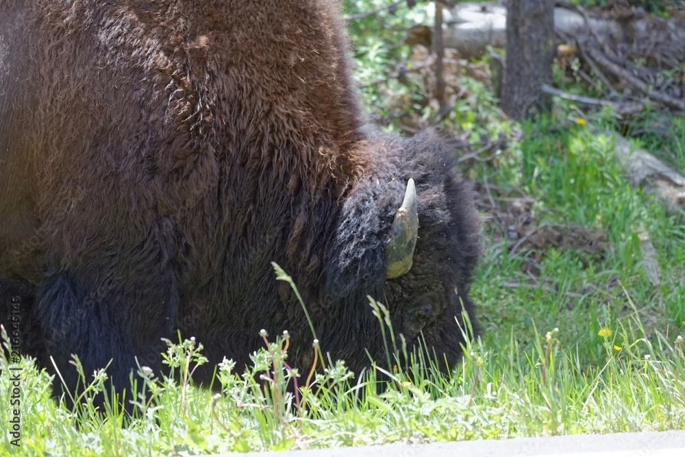 Fototapeta premium Amerikanischer Bison