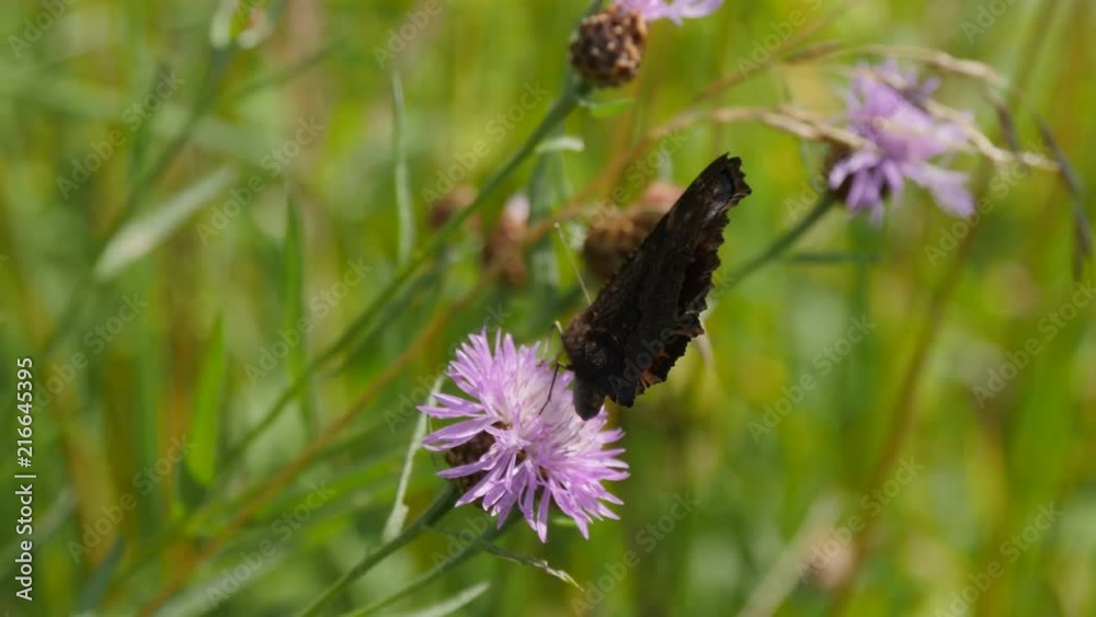 Butterfly Sitting On A Flower And Struggling With The Wind Butterfly Sitting On A Flower And Struggling With The Wind