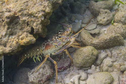 Caribbean Spiny Lobster hidding