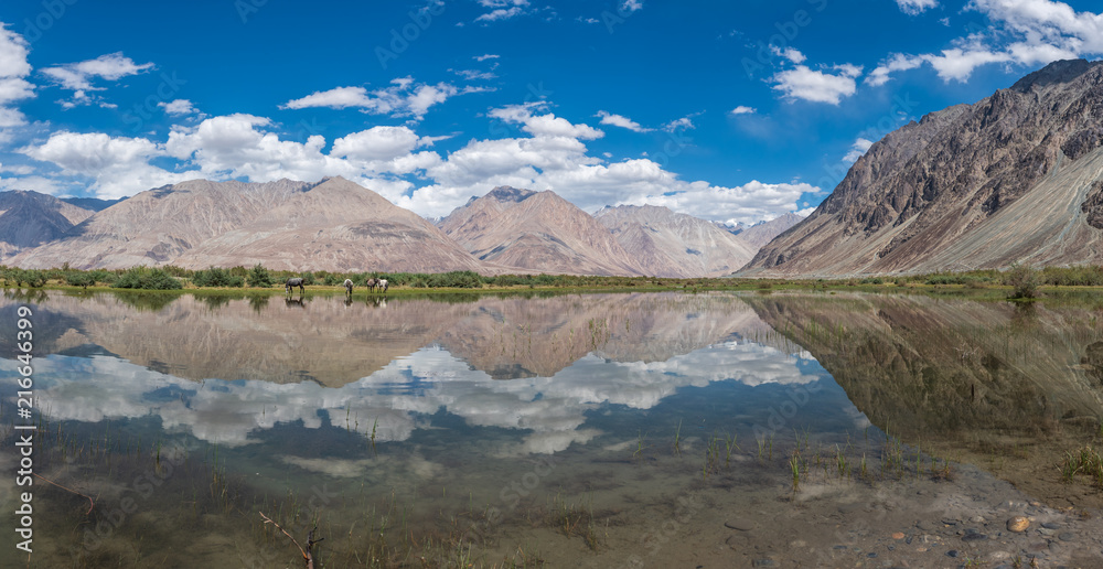 Panoramic of Nubra Valley landscape with horse and water reflection, Leh, Ladakh district, India.