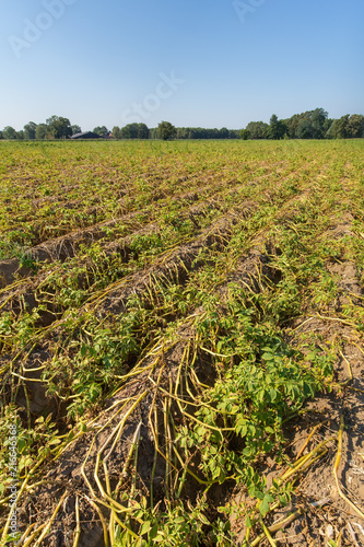 Dying withered plants on dutch potato field