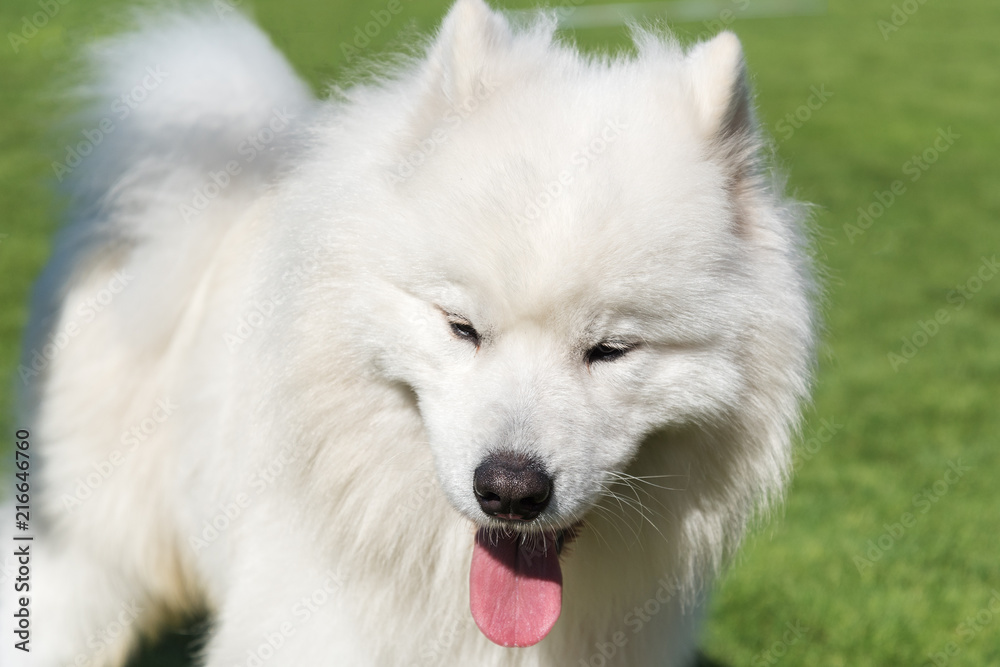 Samoyed dog portrait.