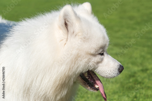 Samoyed dog portrait.