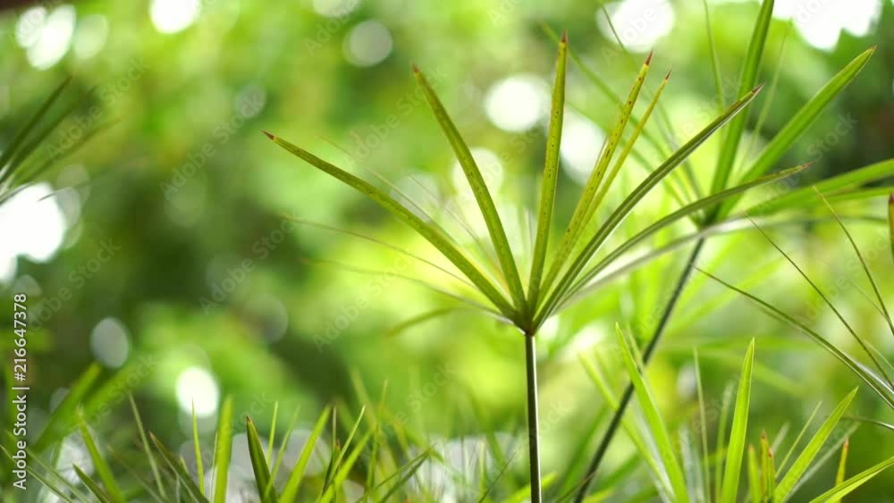Leaves in garden with blurred water dew drop and light bokeh