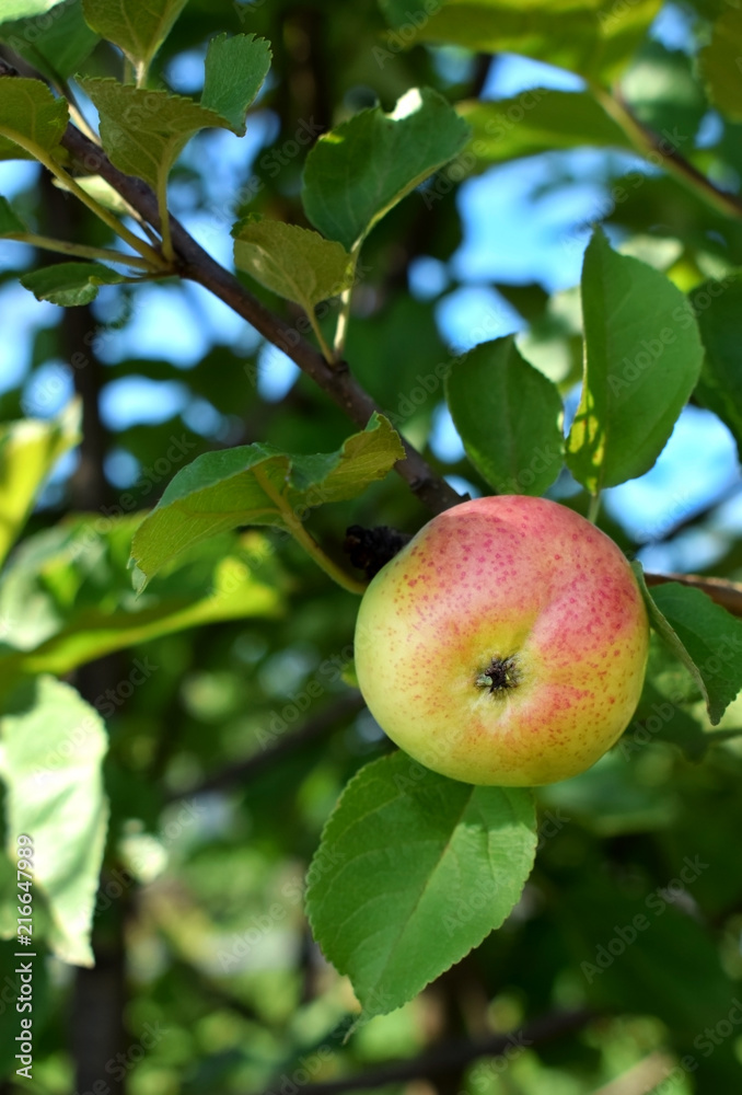 Ripe apple on a branch of the tree in the garden Ripe apple on a branch of the tree in the garden