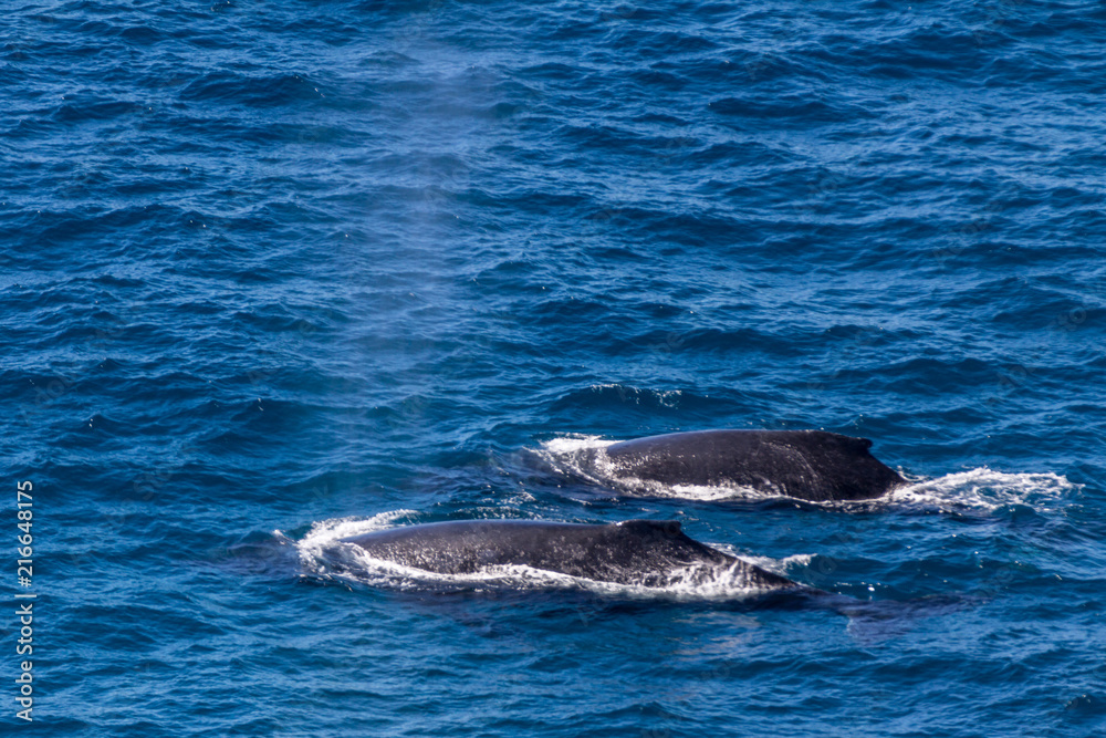Naklejka premium Lookout Double island point, Queensland