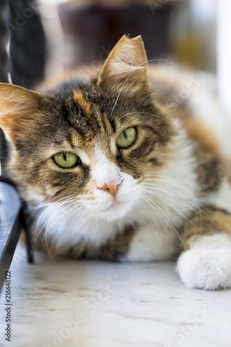Fototapeta Naklejka Na Ścianę i Meble -  Cute cat