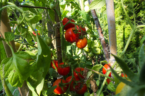 pomidory photo