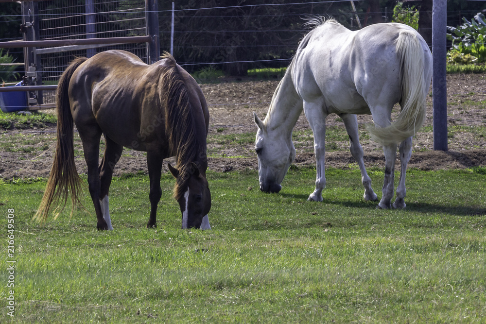 Horses Grazing