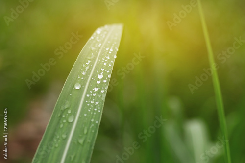 Sugar cane field with soft light. photo