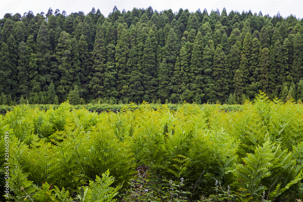 Obraz premium Green fern by the lake in Sao Miguel, Azores, Portugal