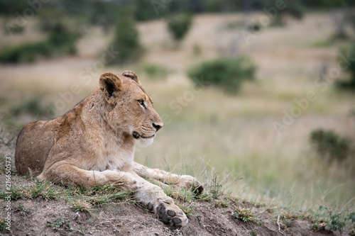 Majestic lioness looking over the savanna