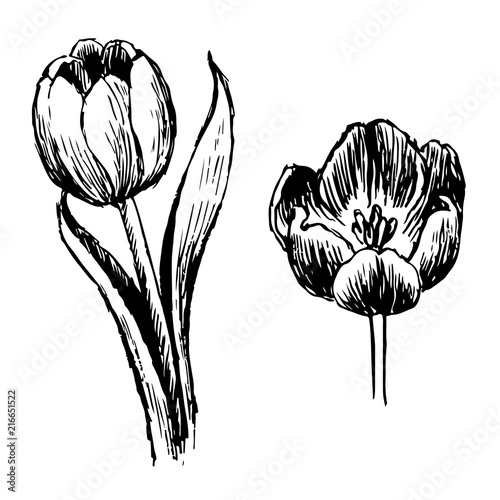 Tulip and leaves hand drawn