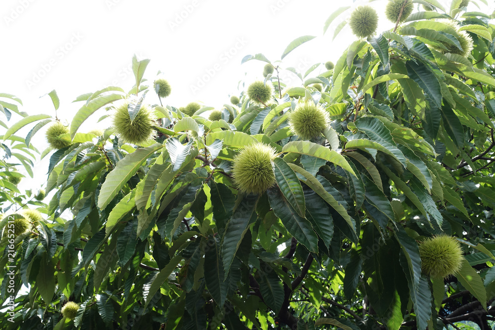 栗 栗