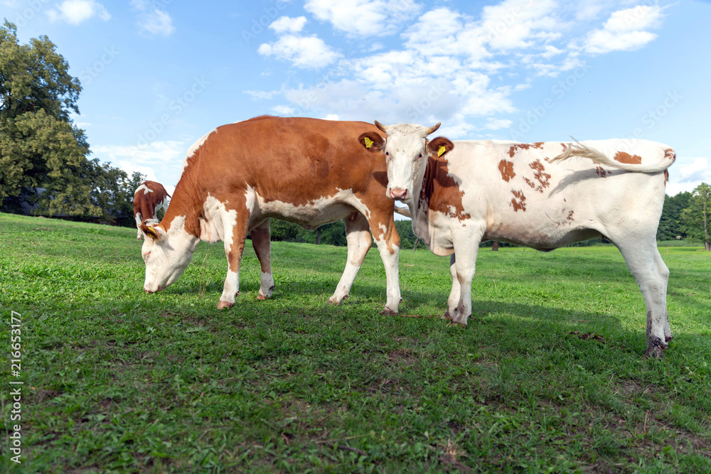 Brown and white cows
