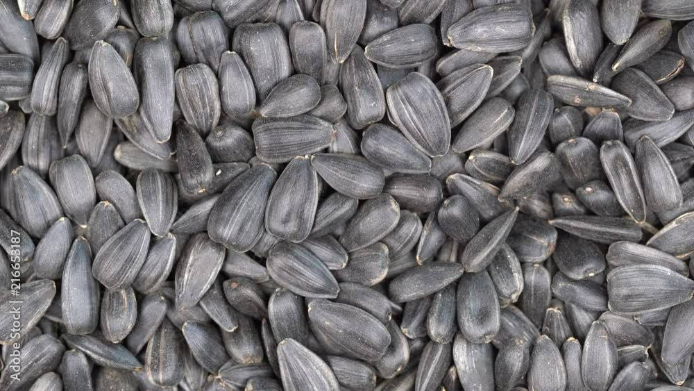 Sunflower seeds close up rotation loopable 4k top view. Food background. Gastronomy concept, organic food. Macro sunflower seeds Sunflower seeds close up rotation loopable 4k top view. Food background. Gastronomy concept, organic food. Macro sunflower seeds