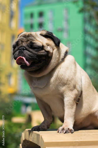 cute pug dog with big sad eyes and interrogative look, portrait of a pet pug on the background of colored houses, beige pug