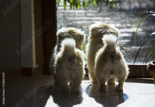 Cute dog