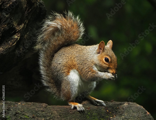 Eichhörnchen auf Baumstamm © Rouven