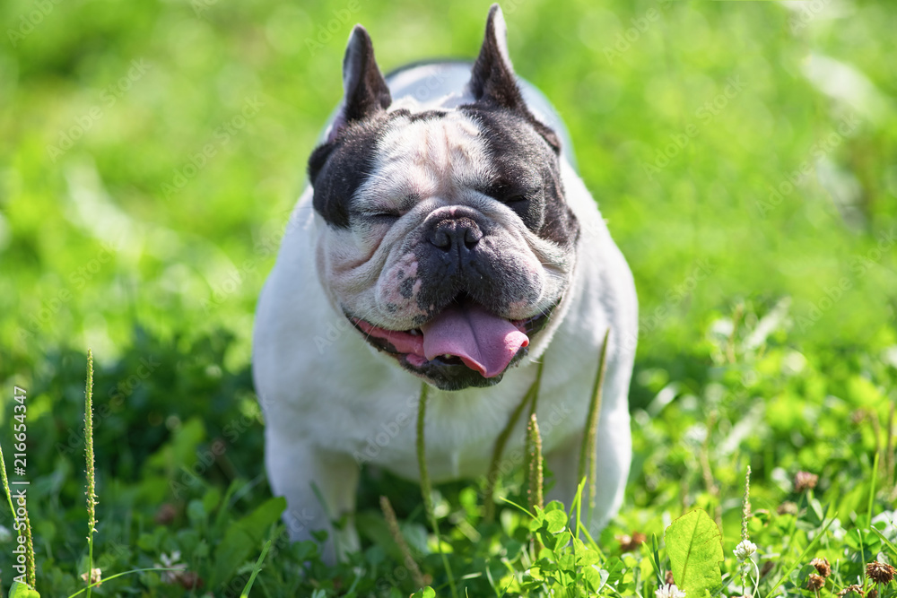 Bulldog laughs at the camera close-up against the grass backgrou