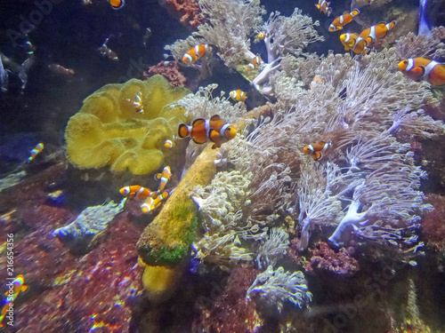 Fototapeta Naklejka Na Ścianę i Meble -  Poissons Nemo, Aquarium de Boulogne sur Mer