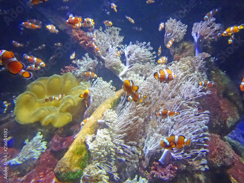 Fototapeta Naklejka Na Ścianę i Meble -  Poissons Nemo, Aquarium de Boulogne sur Mer