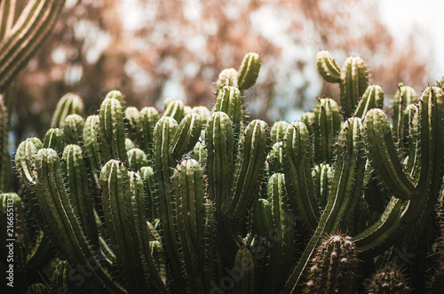 nature poster. green cactus © Marina Vilesova