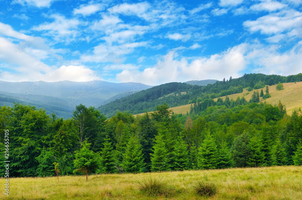 Slopes of mountains, coniferous trees and clouds in the sky. Picturesque and gorgeous scene.